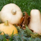 Potimaron et Butternut, les complices de votre automne gourmand.